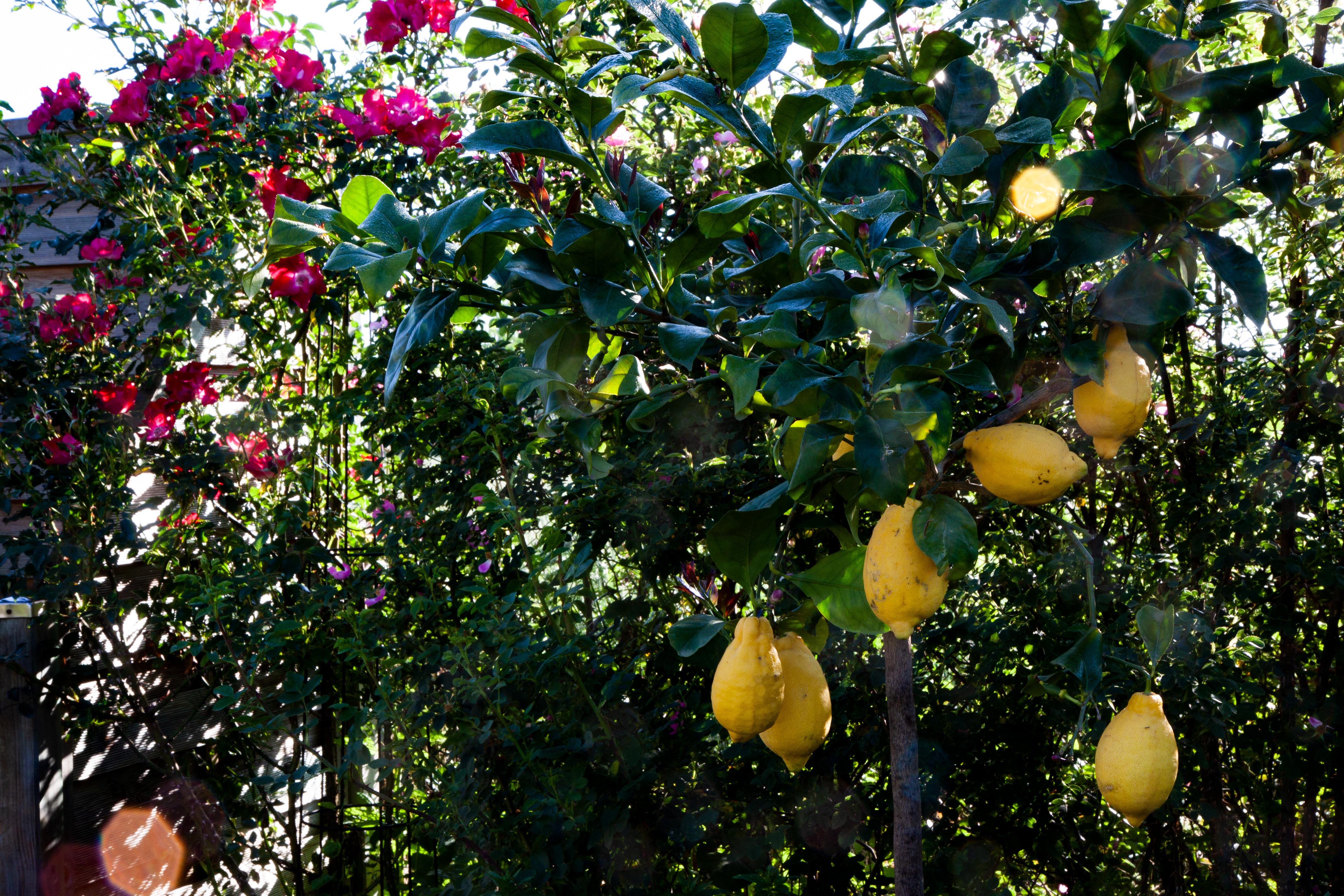 Foto: Rosen und Zitronen