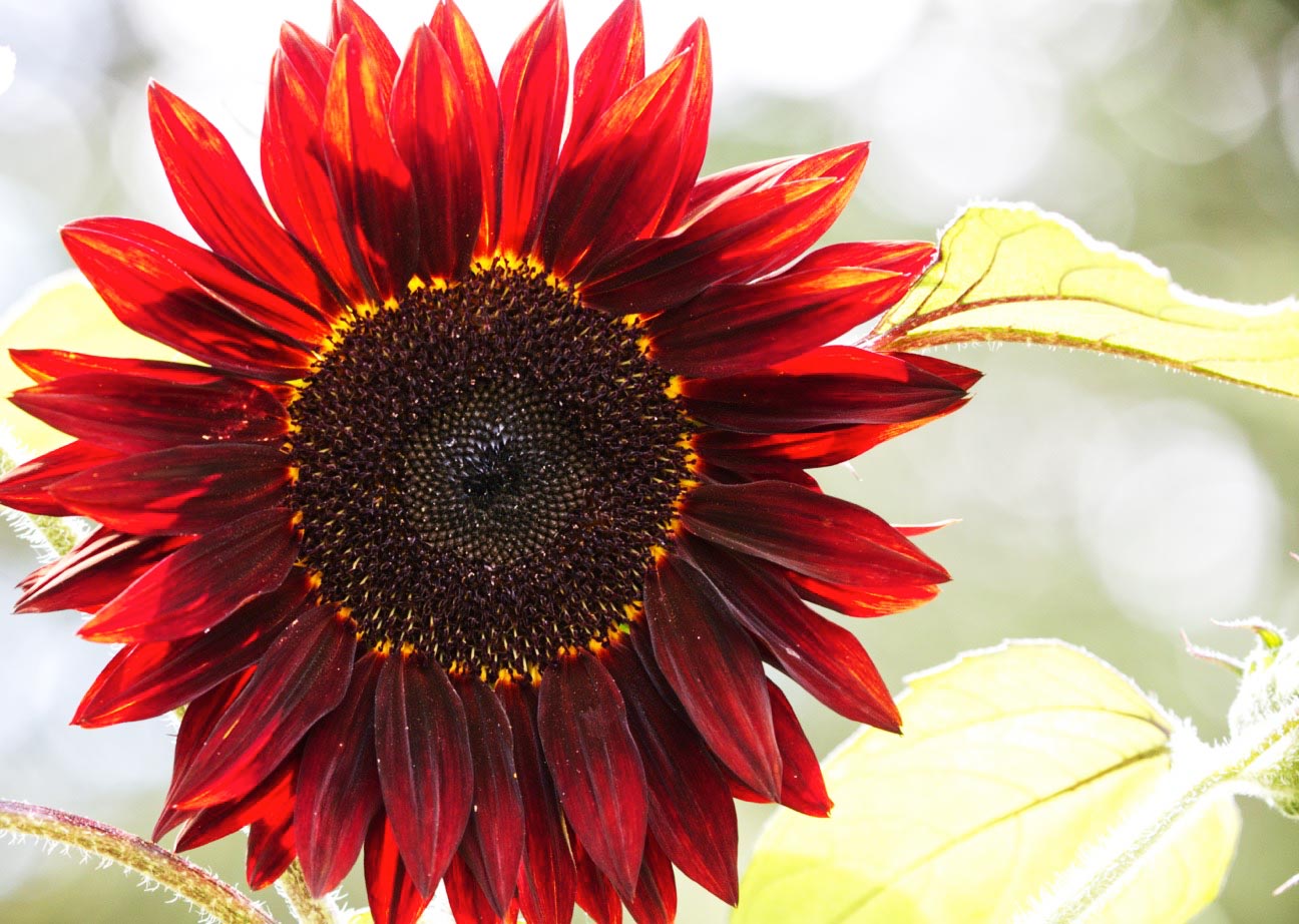 Foto: Rote Sonnenblume