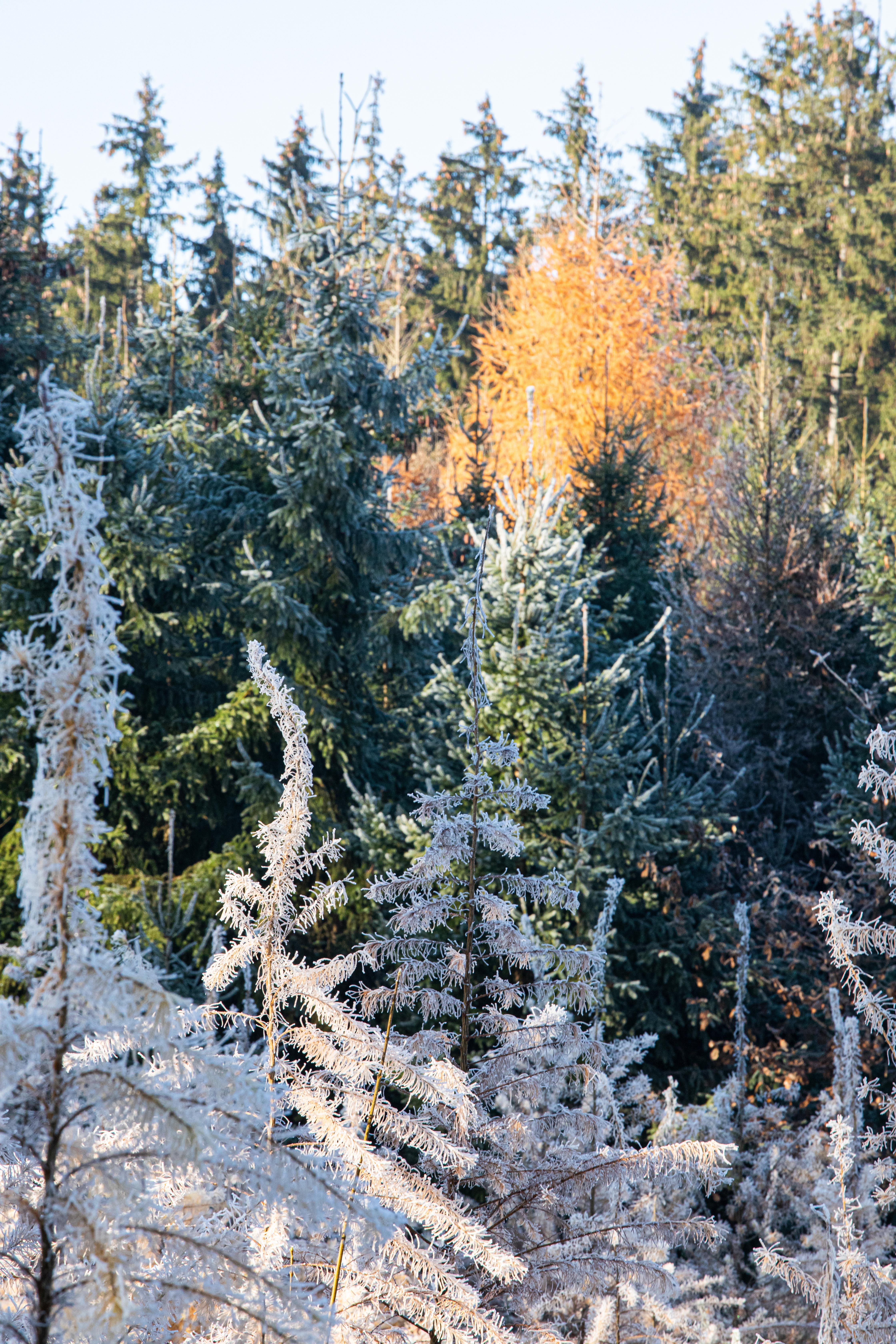 Novemberstimmung im Wald von Mallersdorf