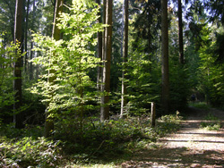 Mallersdorfer Wald