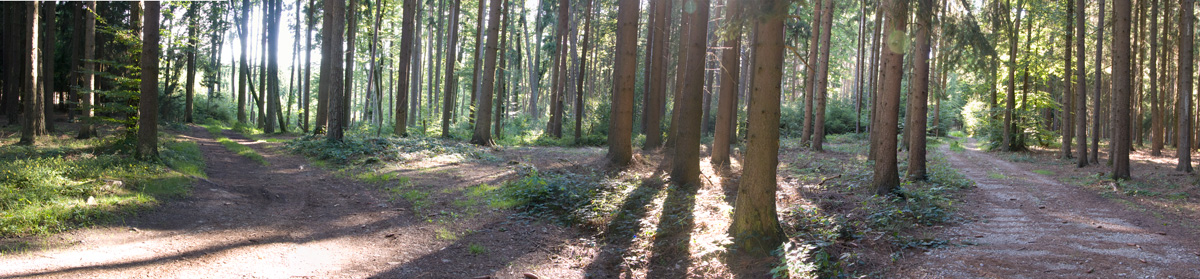 Mallersdorfer Wald